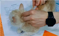 猫打针多少钱一针
