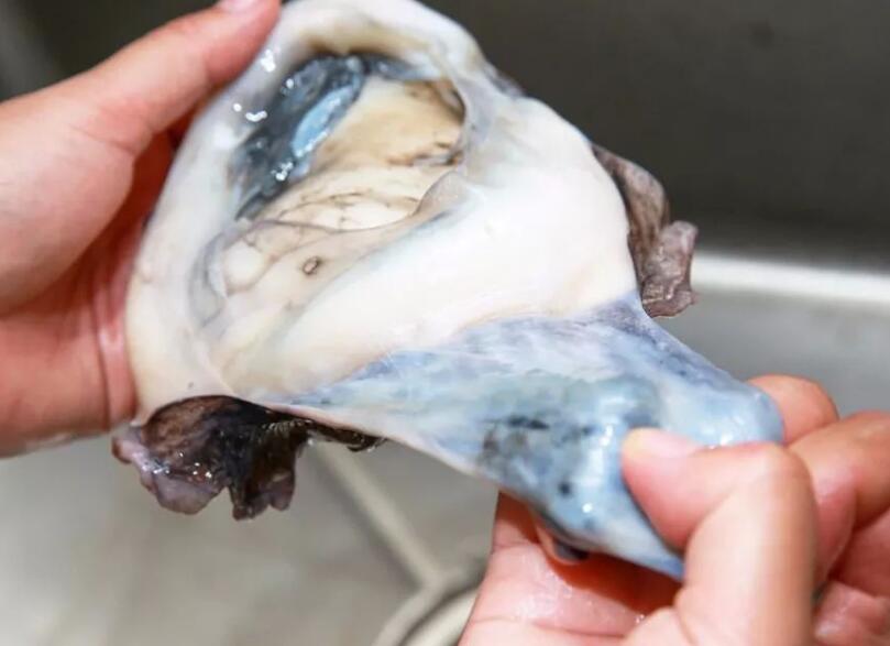 墨鱼墨囊的功效 墨鱼墨囊的功效