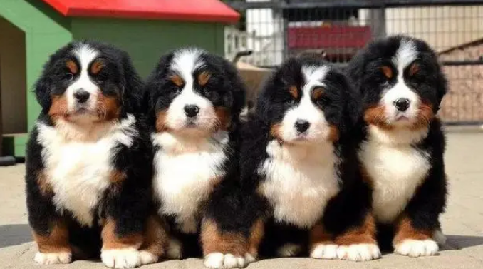 伯恩山犬的性格特点！来看看吧