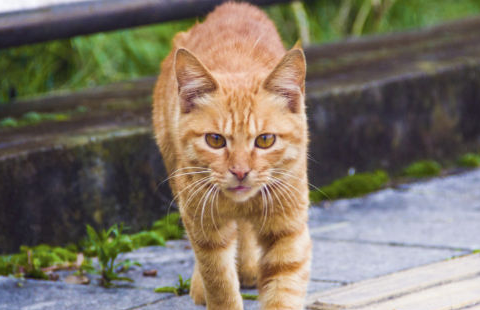 黄猫跟人走是什么征兆