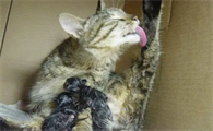 怀孕母猫生产前兆