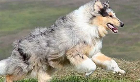 说说比利时犬的历史进程! 说说比利时犬的历史进程!