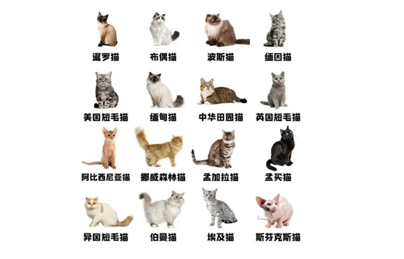 猫的图片大全大图