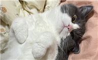 给猫正确的下葬方法