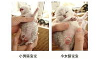 公猫母猫怎么分辨图片