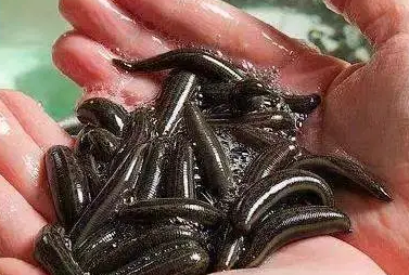 蚂蝗生活在哪里