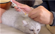 猫打疫苗时间多久一次