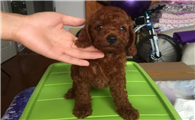 三个月泰迪狗怎么训练