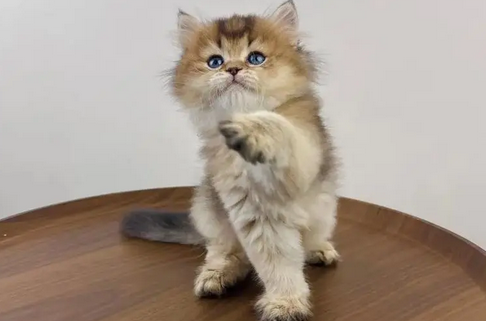 出生小猫多久可以独自吃食 出生小猫多久可以独自吃食