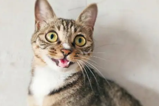 刚生下来的小猫不叫