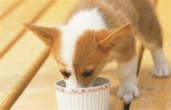 狗狗转氨酶高吃什么食物最好 狗狗转氨酶高吃什么食物最好