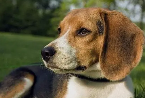 比格犬为什么很少人养