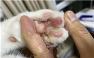 猫的爪子无故肿大
