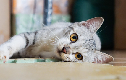 给猫打狂犬疫苗多少钱