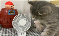 猫吹风扇会不会着凉