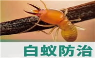 海口专业灭白蚁