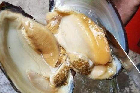 河蚌哪里不能吃