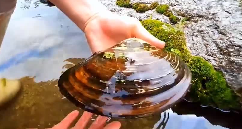 河蚌的作用与功效