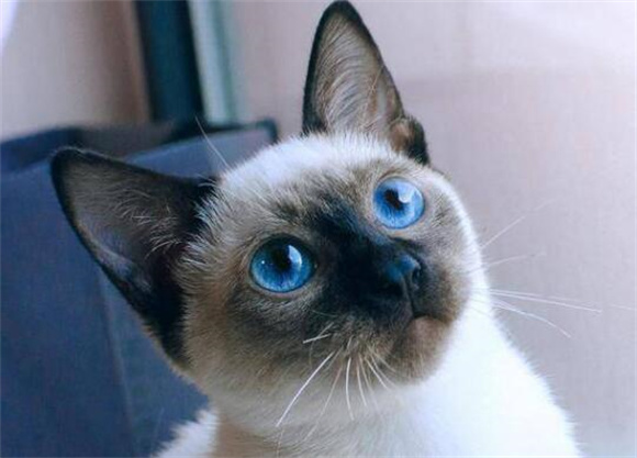 六种热门宠物猫价格大揭秘,你的猫咪买贵了吗 六种热门宠物猫价格大揭秘,你的猫咪买贵了吗