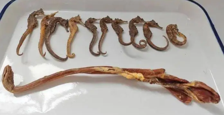干海马价格多少钱一克