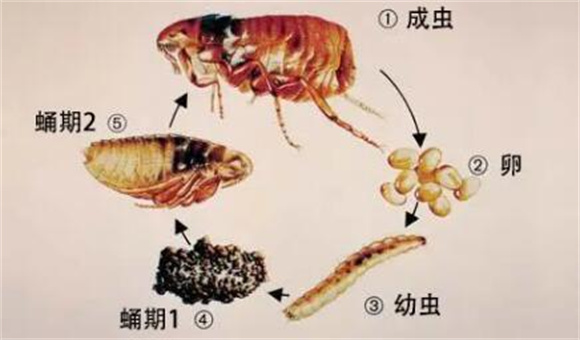 小跳蚤，别大意，小心带到家里去