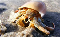 寄居蟹怎么过冬