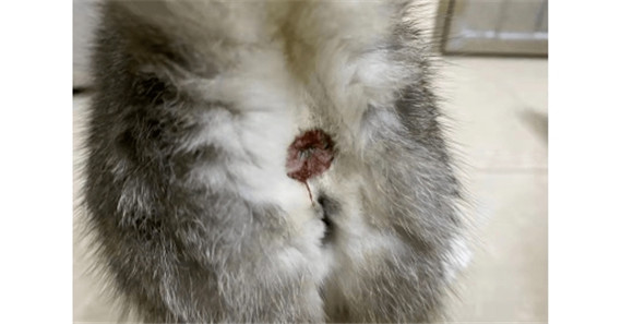 猫有月经吗为什么会流血