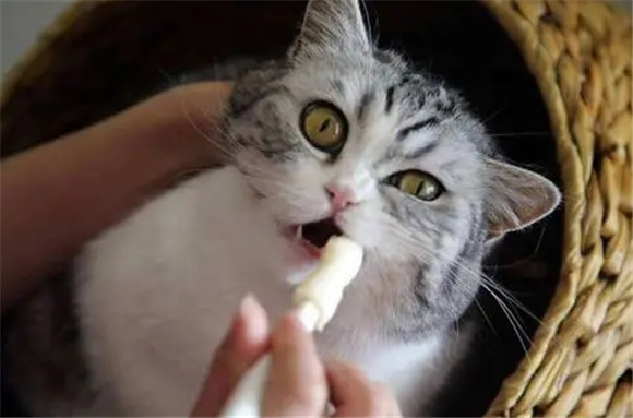 猫的应激拒食多久能好