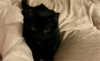 黑色的猫是不是不吉利
