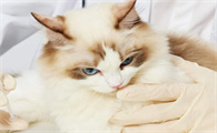 猫打全疫苗要多少钱