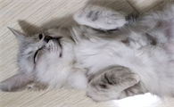猫传腹是怎么得的