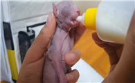 刚生的小猫不张嘴喝奶