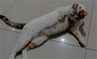 怀孕的母猫拉稀是怎么造成的