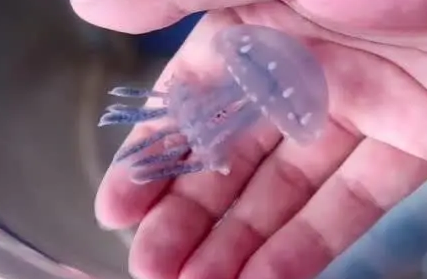 水母有没有脑袋