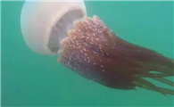 海蜇是什么水母