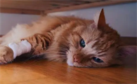 得狂犬病的猫的症状