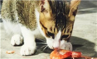 猫吃虾的好处和坏处