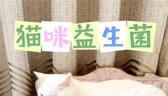 给猫咪喂益生菌的禁忌