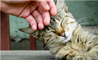 猫撒娇的表现