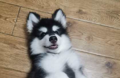 四个月阿拉斯加犬可以吃些什么