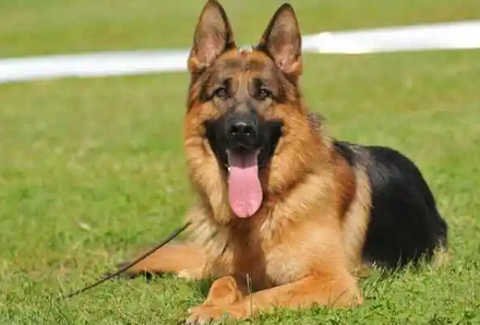 牧羊犬可以吃吗 牧羊犬可以吃吗