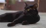 黑猫能卖多少钱一只
