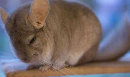 龙猫明明那么可爱,为什么那么多人排斥? 龙猫明明那么可爱,为什么那么多人排斥?