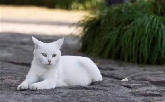 猫的名字叫什么好听