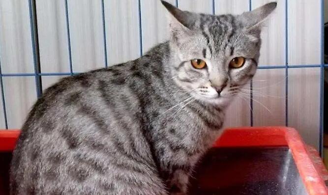 纯种埃及猫多少钱一只