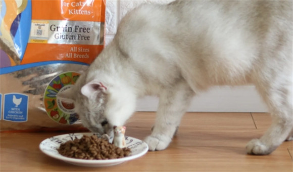 猫所猫粮是哪个国家的