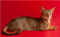红色的猫是什么品种