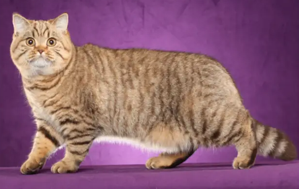 如何挑选一只合格的英国短/长毛猫？