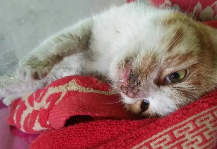 猫吃了老鼠药吐白沫怎么解救