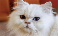 母猫为什么没有月经